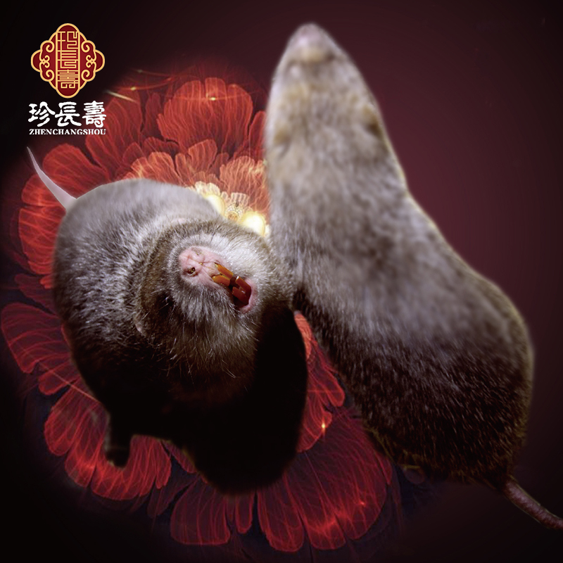 【有機認證】只吃竹子，不是鼠的“鼠”（長(cháng)生淀基地年產(chǎn)10萬(wàn)只）