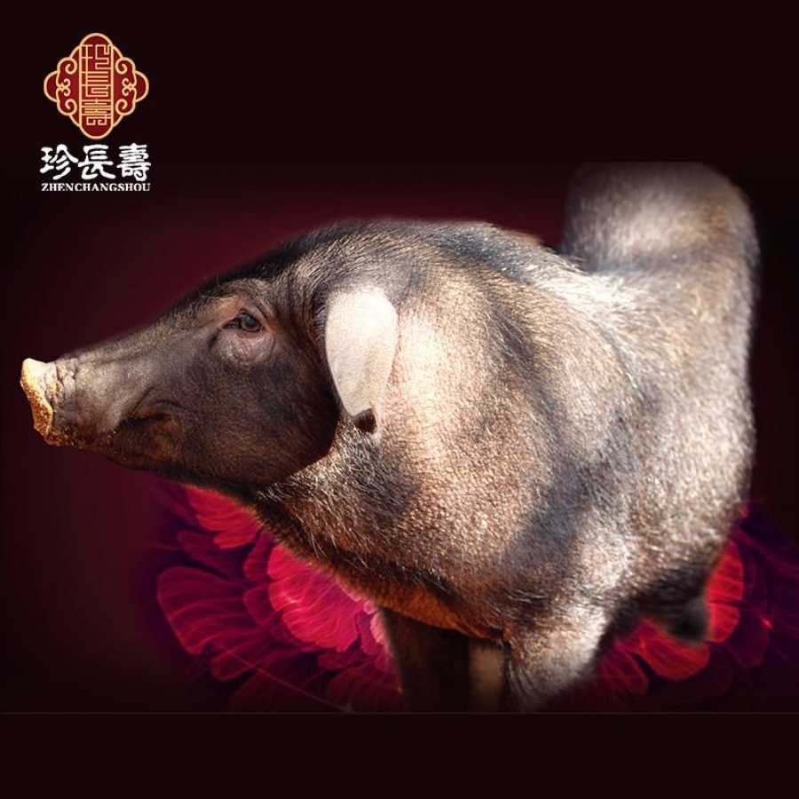 【有機認證】比羊吃草還多的豬，真正的食草豬（長(cháng)生淀年產(chǎn)3萬(wàn)頭）